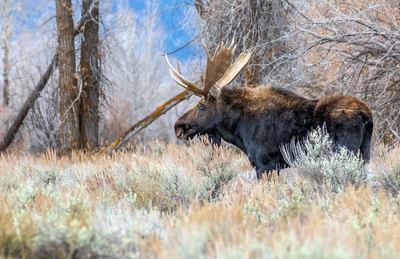 Moose in the Meadow