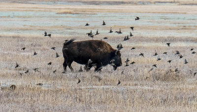 The Bison and the Birds