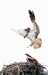 American Osprey