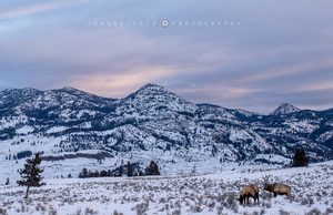 Grazing Elk 