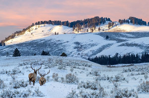 Wapiti Winter