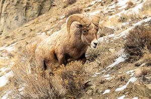 Ram/Valley of Fire