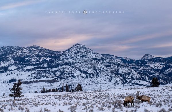 Grazing Elk 