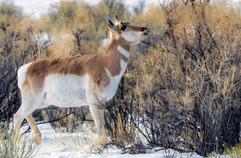 Pronghorn/Yellowstone