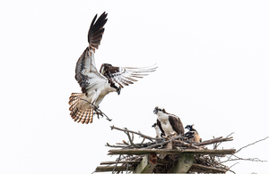 Osprey Family