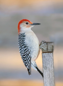 Woodpecker 