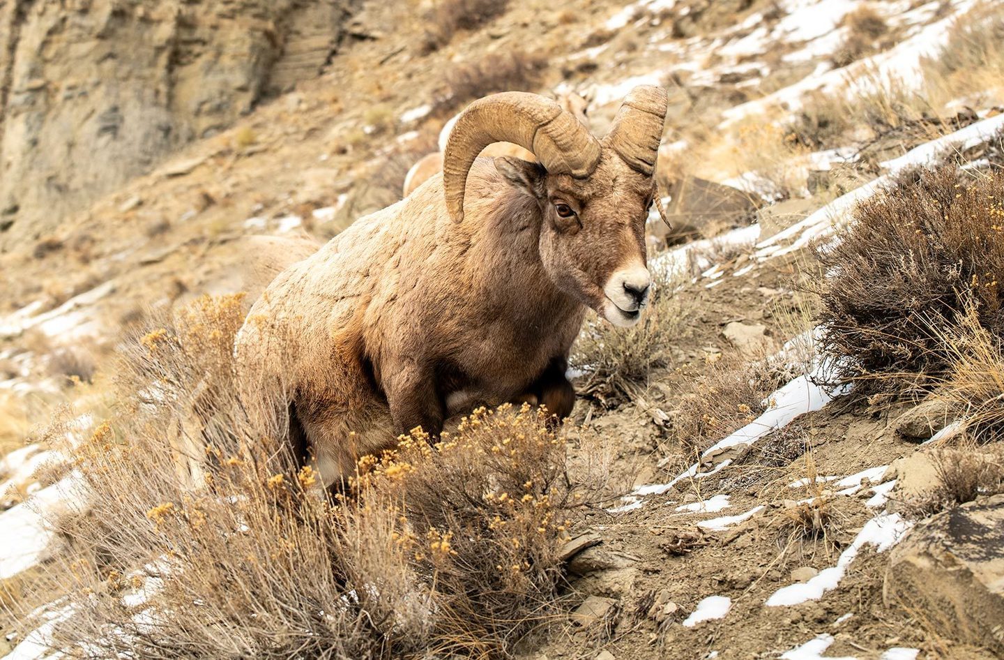 Ram/Valley of Fire