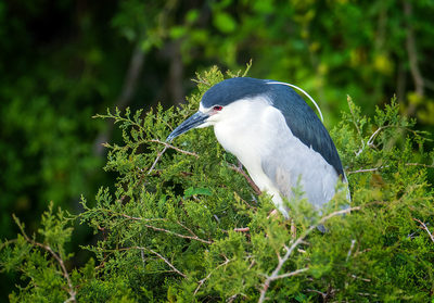Night Heron