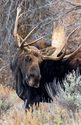 Moose/Grand Tetons